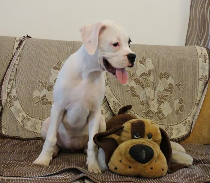 DogsIndia.com - Boxer - Guru - Cilentro Boxers