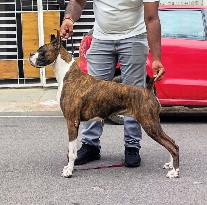 DogsIndia.com Boxer Jaisimha