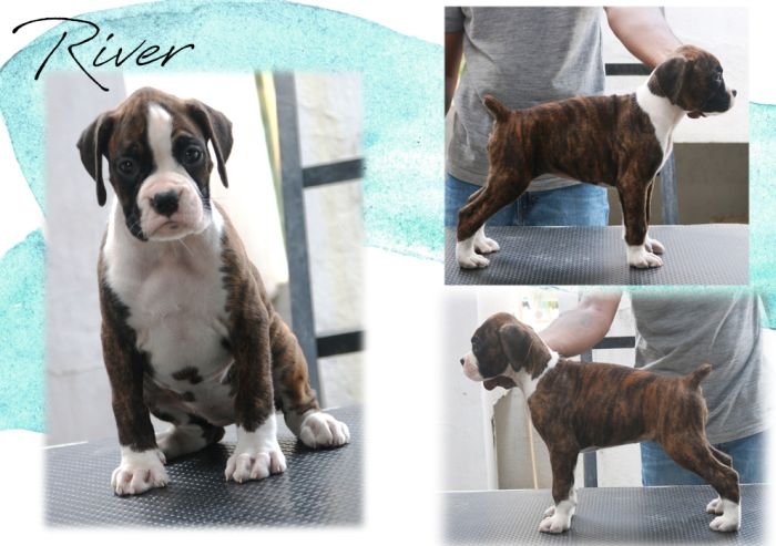 DogsIndia.com Boxer Jaisimha