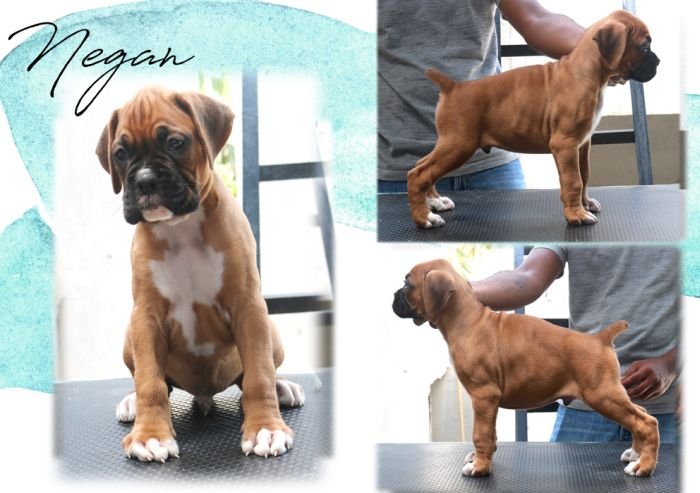 DogsIndia.com Boxer Jaisimha