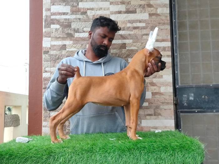 DogsIndia.com - Boxer - Medallion Boxer