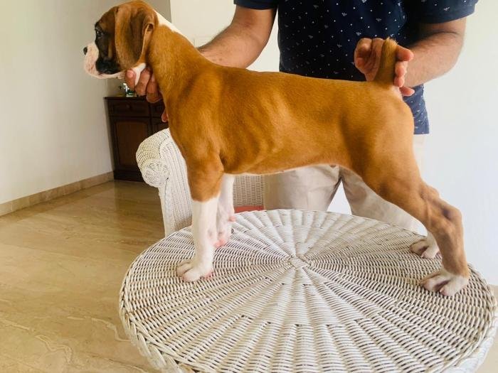DogsIndia.com - Boxer - Montrose Kennels - Dr. Arun Vijayan
