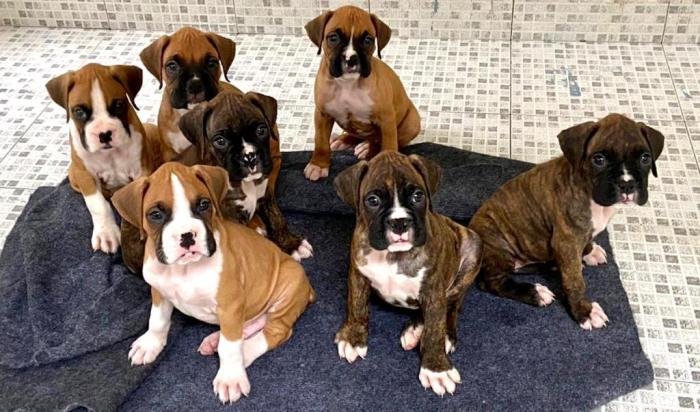 DogsIndia.com - Boxer - Montrose Kennels - Dr. Arun Vijayan