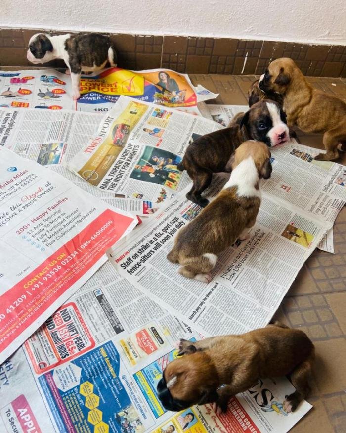DogsIndia.com - Boxer - Nihal