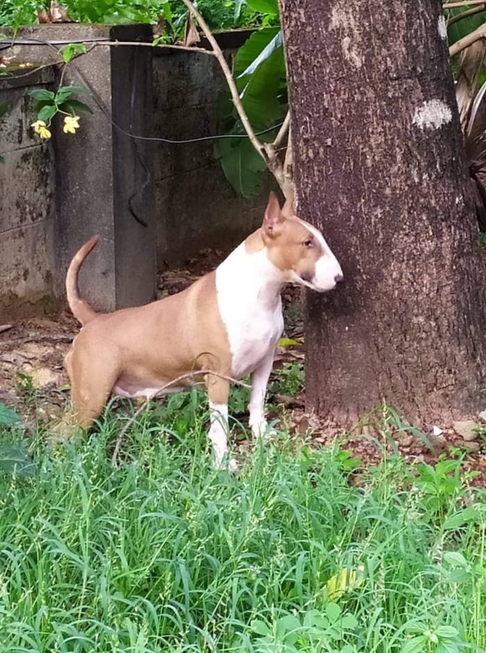DogsIndia.com - Bull Terrier - Dheeraj