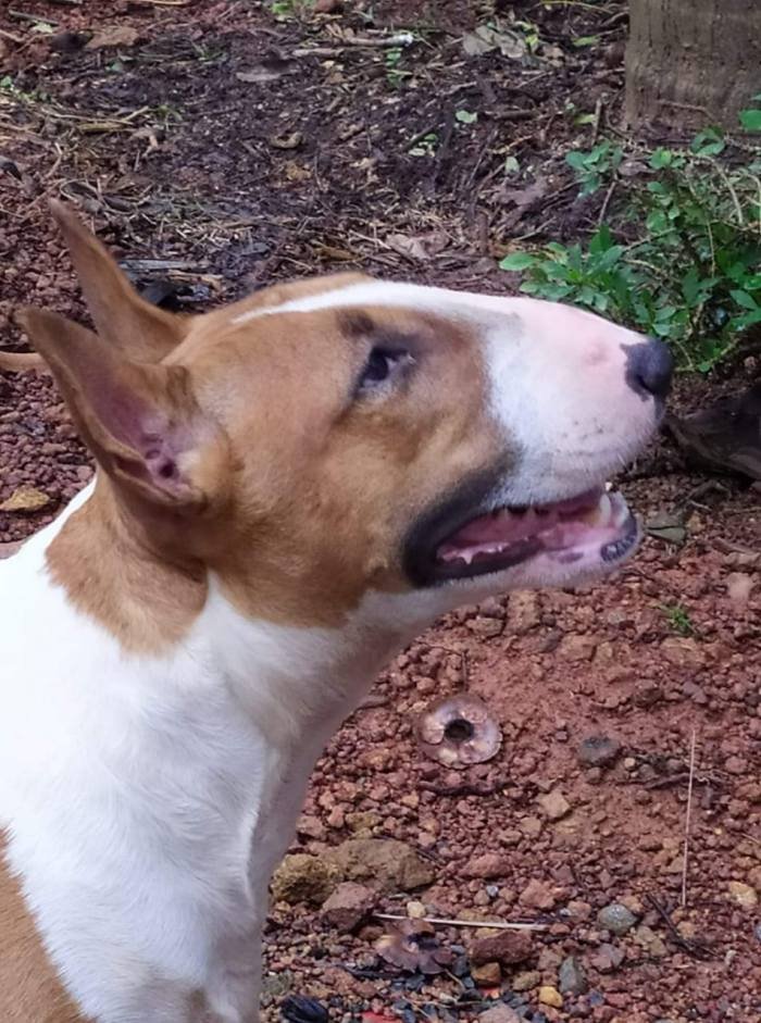 DogsIndia.com - Bull Terrier - Dheeraj