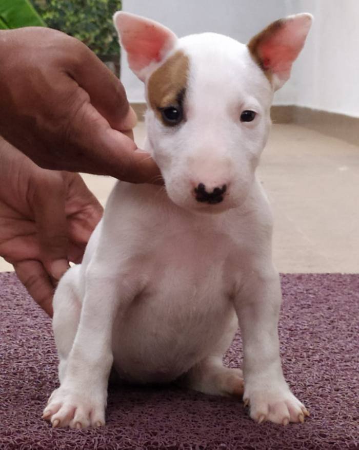 DogsIndia.com - Bull Terrier - Dheeraj