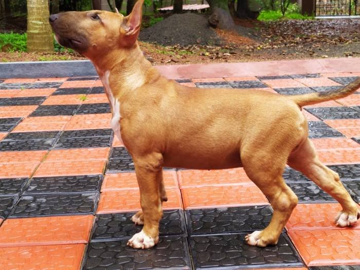 DogsIndia.com - Bull Terrier - Dheeraj