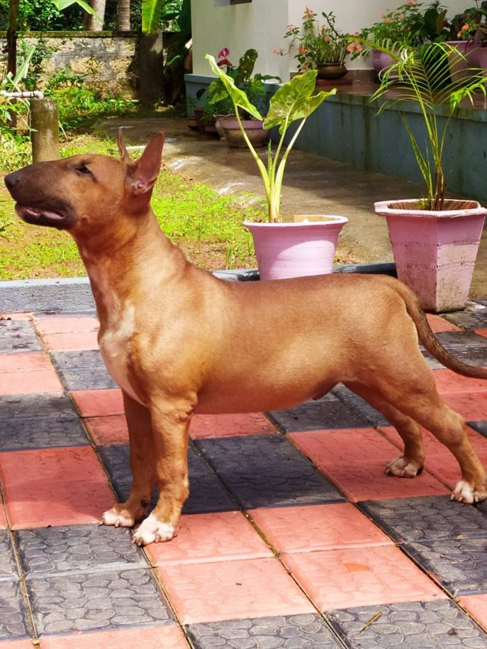 DogsIndia.com - Bull Terrier - Dheeraj