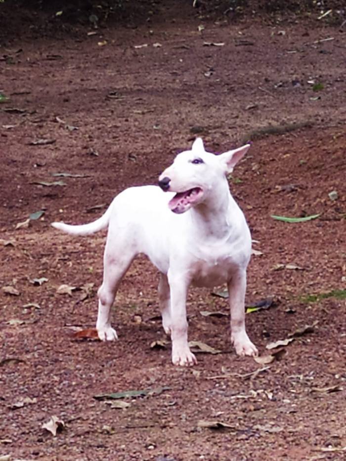 DogsIndia.com - Bull Terrier - Dheeraj