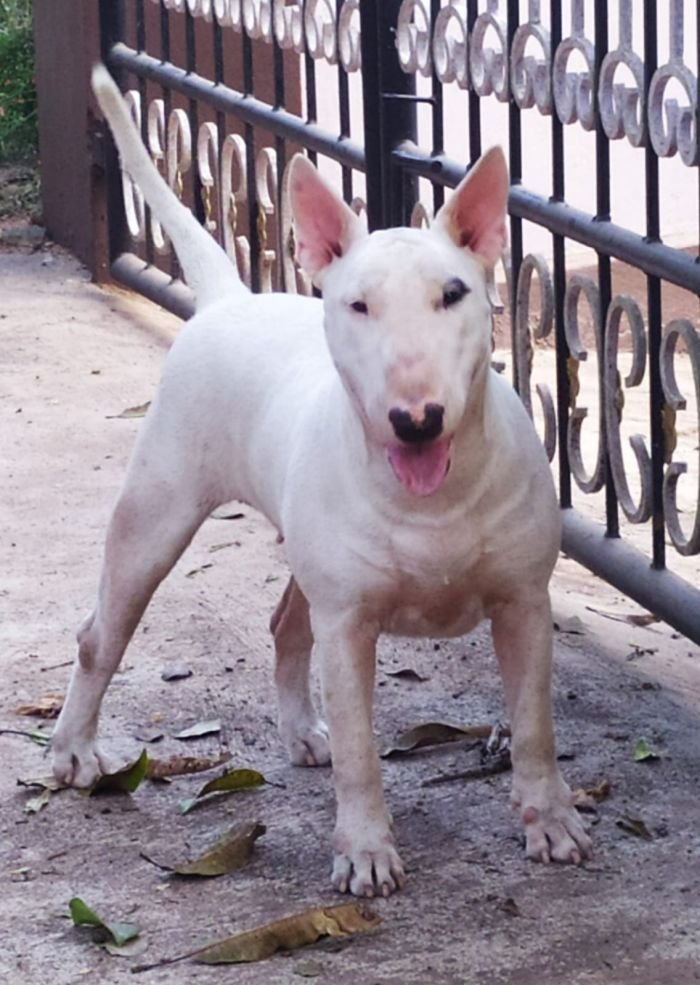 DogsIndia.com - Bull Terrier - Dheeraj