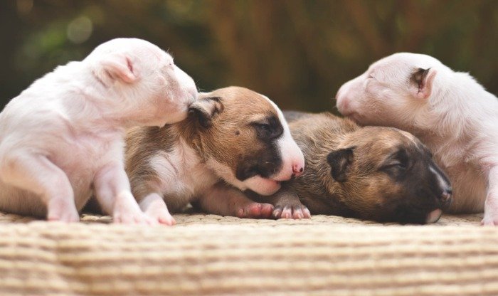 DogsIndia.com - Bull Terrier - Dheeraj