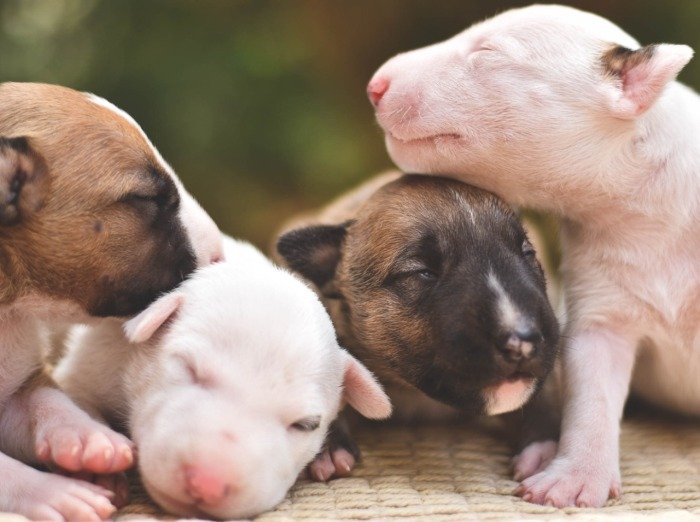 DogsIndia.com - Bull Terrier - Dheeraj