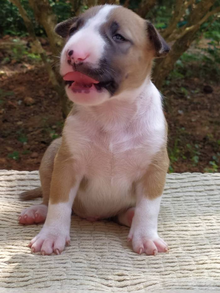 DogsIndia.com - Bull Terrier - Dheeraj