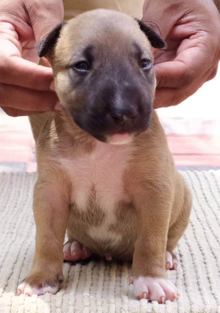 DogsIndia.com - Bull Terrier - Dheeraj