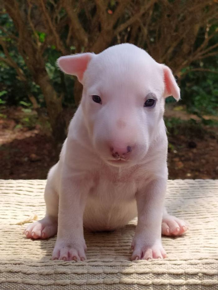 DogsIndia.com - Bull Terrier - Dheeraj