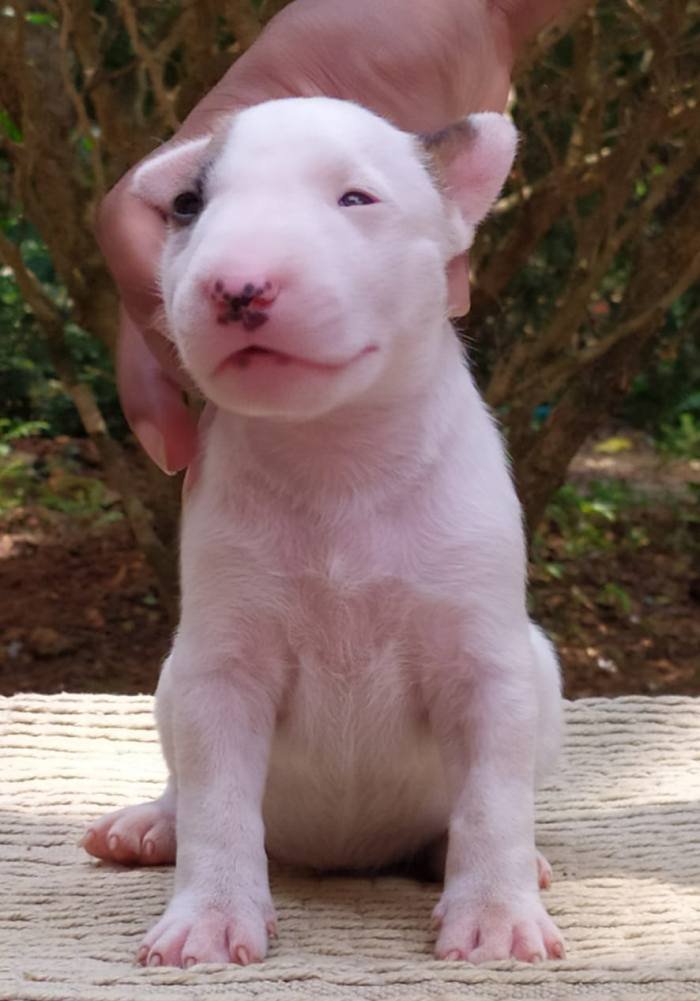 DogsIndia.com - Bull Terrier - Dheeraj