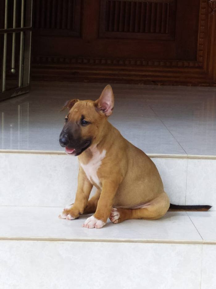 DogsIndia.com - Bull Terrier - Dheeraj