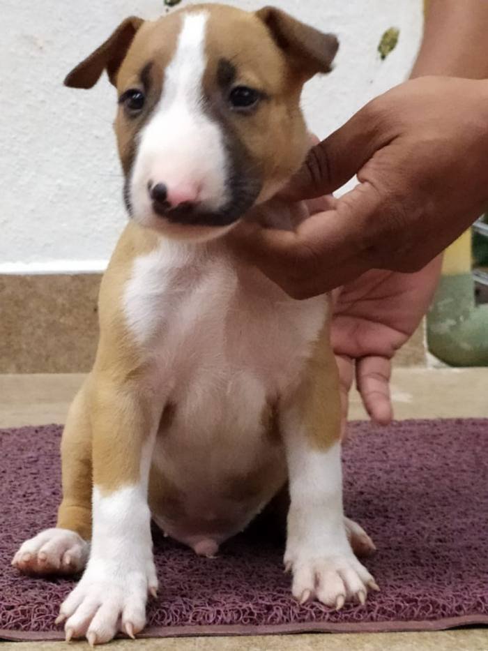 DogsIndia.com - Bull Terrier - Dheeraj