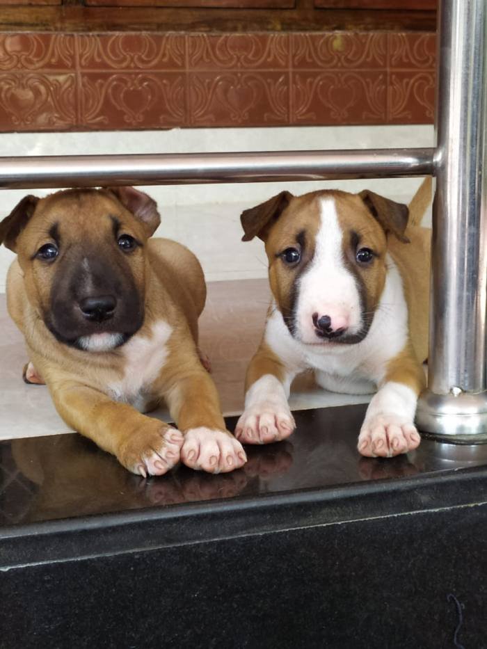 DogsIndia.com - Bull Terrier - Dheeraj