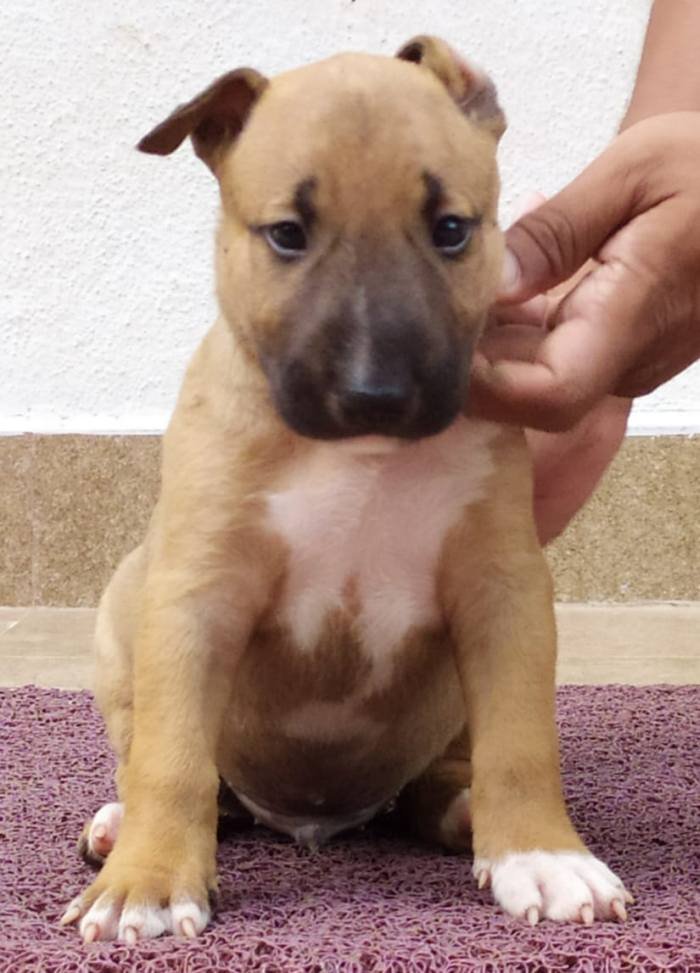DogsIndia.com - Bull Terrier - Dheeraj
