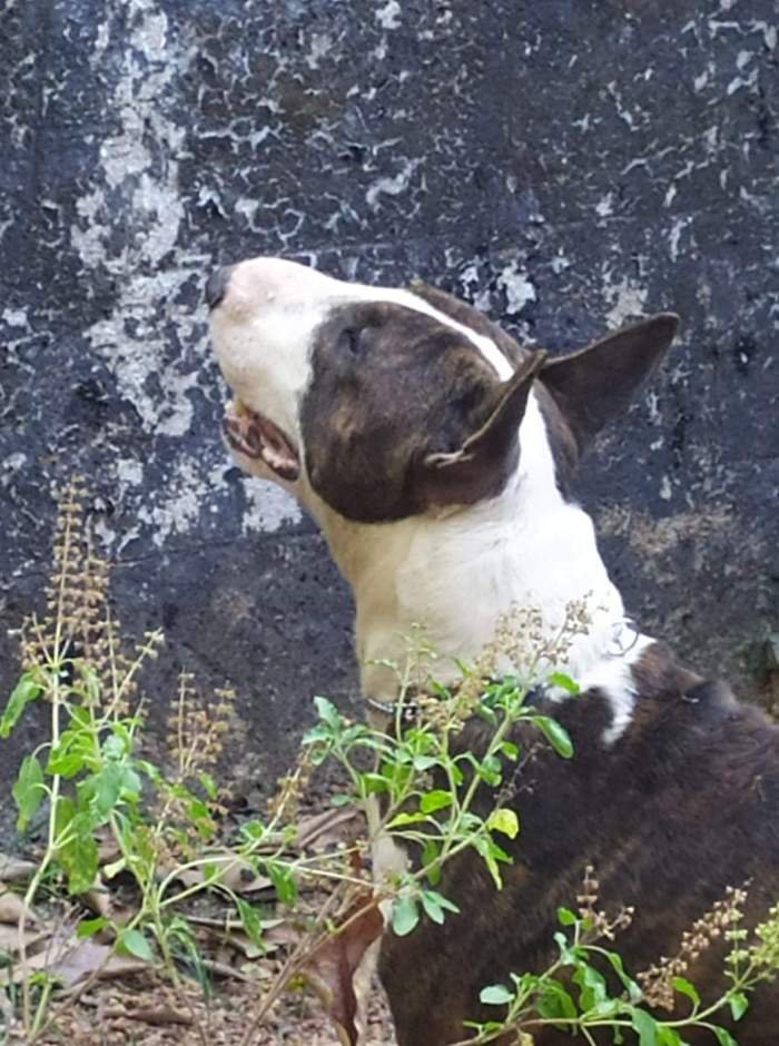 DogsIndia.com - Bull Terrier - Dheeraj