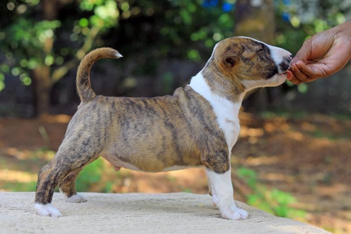 DogsIndia.com - Bull Terrier - Dheeraj