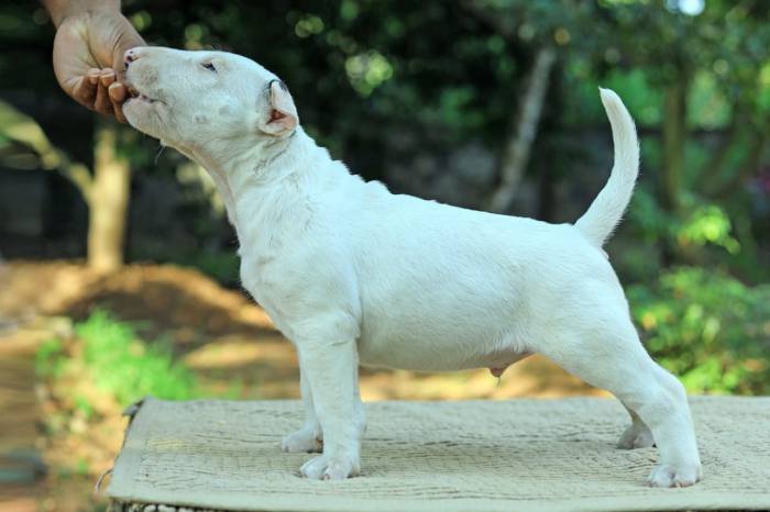 DogsIndia.com - Bull Terrier - Dheeraj