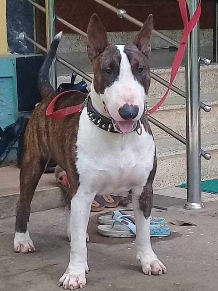 DogsIndia.com - Bull Terrier - Dheeraj