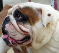 DogsIndia.com - Bulldog - Adchans - Aditya Lochan