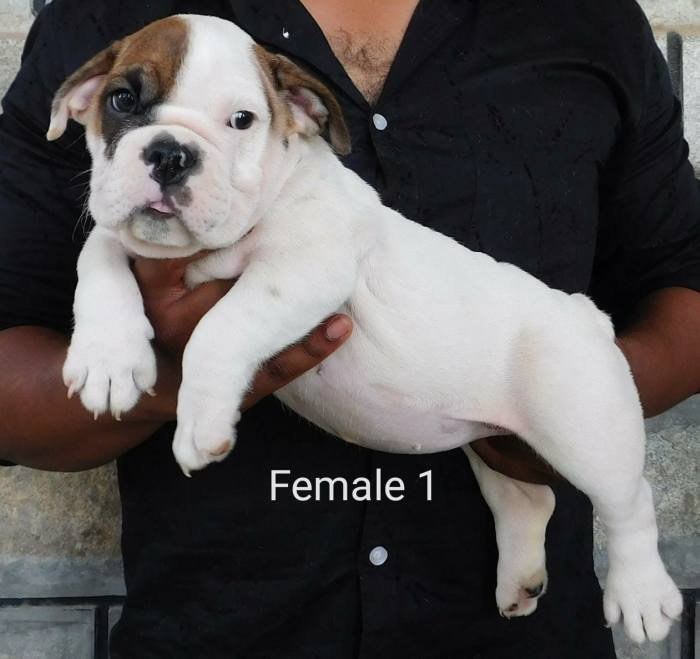 DogsIndia.com - Bulldog - Adchans - Aditya Lochan