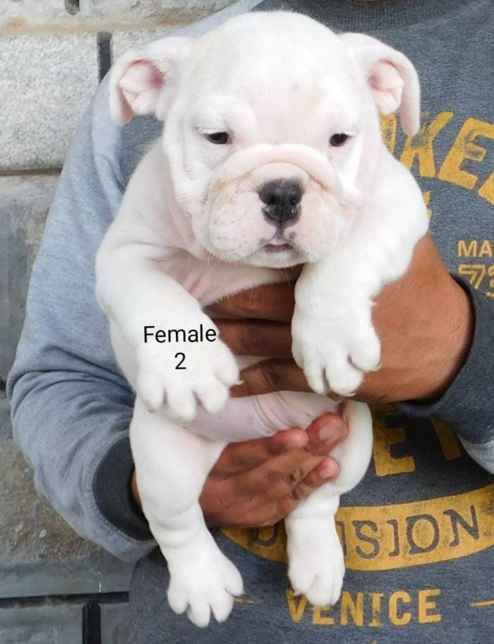 DogsIndia.com - Bulldog - Adchans - Aditya Lochan
