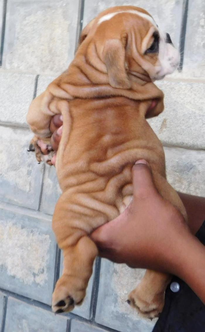 DogsIndia.com - Bulldog - Adchans - Aditya Lochan