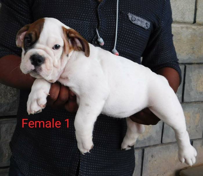DogsIndia.com - Bulldog - Adchans - Aditya Lochan