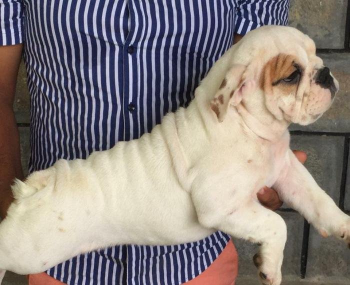 DogsIndia.com - Bulldog - Adchans - Aditya Lochan