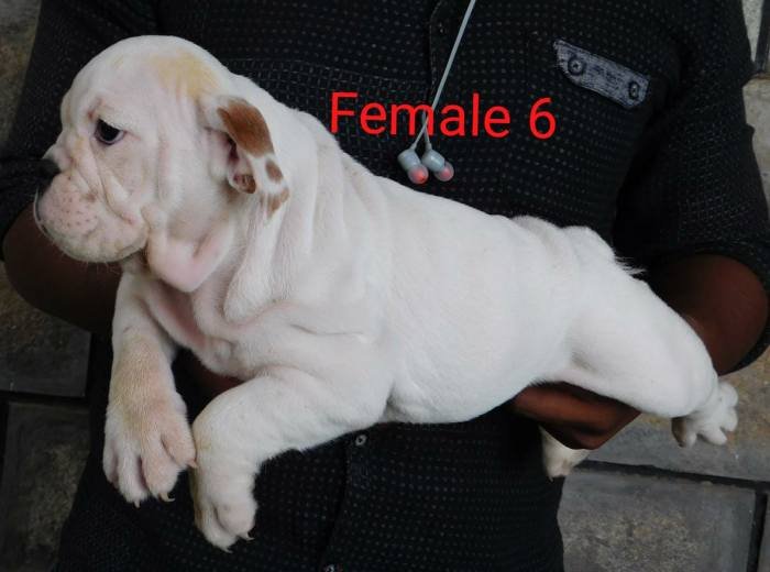 DogsIndia.com - Bulldog - Adchans - Aditya Lochan
