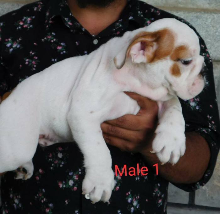 DogsIndia.com - Bulldog - Adchans - Aditya Lochan