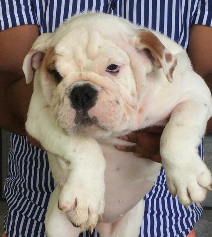 DogsIndia.com - Bulldog - Adchans - Aditya Lochan