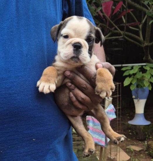 DogsIndia.com - Bulldog - Derick