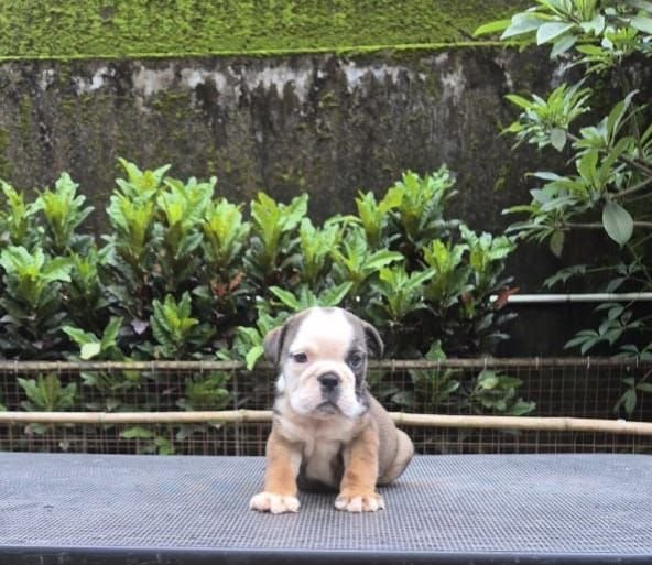 DogsIndia.com - Bulldog - Derick