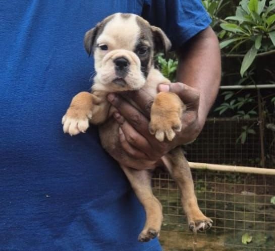 DogsIndia.com - Bulldog - Derick