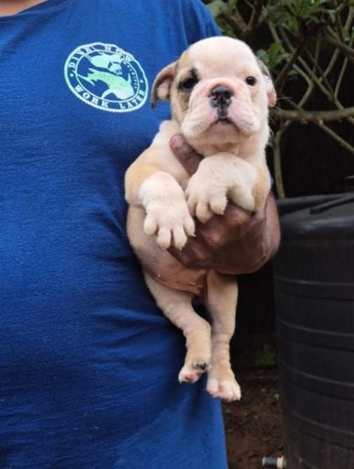 DogsIndia.com - Bulldog - Derick
