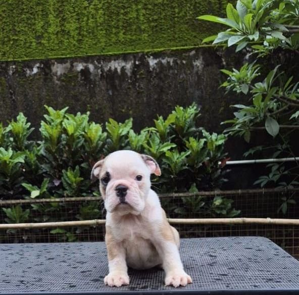 DogsIndia.com - Bulldog - Derick