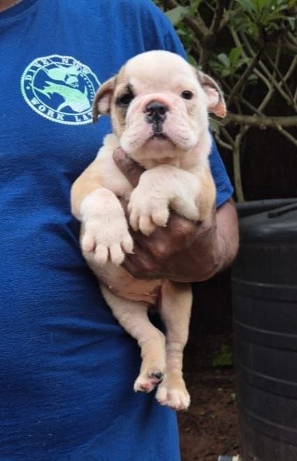 DogsIndia.com - Bulldog - Derick