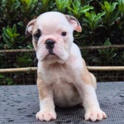 DogsIndia.com - Bulldog - Derick