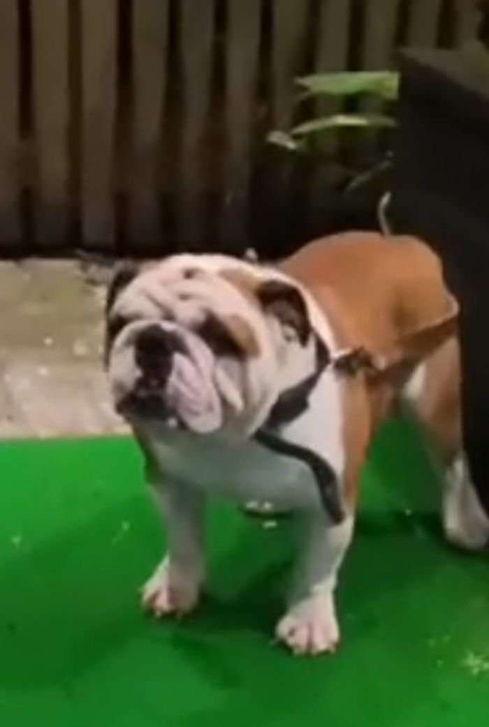 DogsIndia.com - Bulldog - Derick