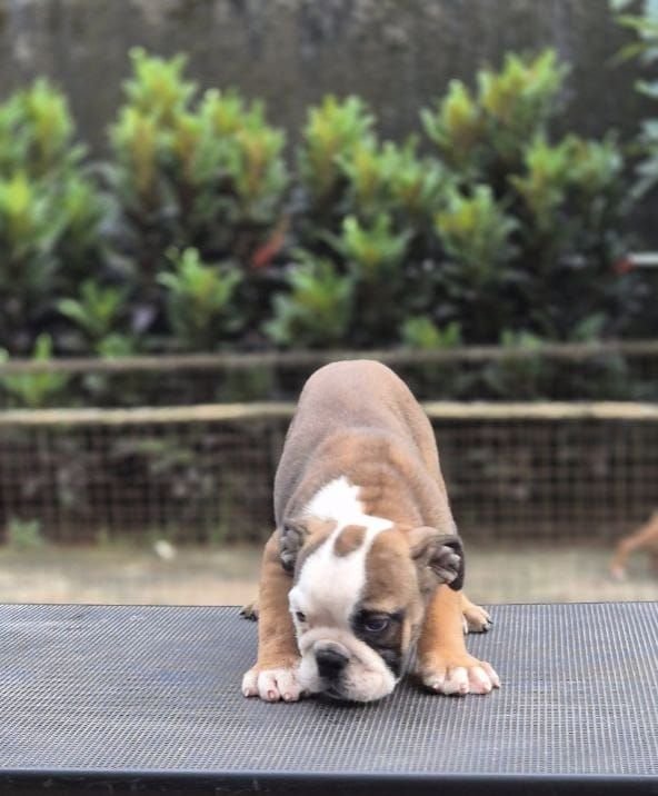 DogsIndia.com - Bulldog - Derick