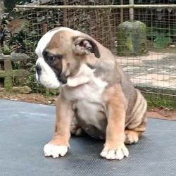 DogsIndia.com - Bulldog - Derick
