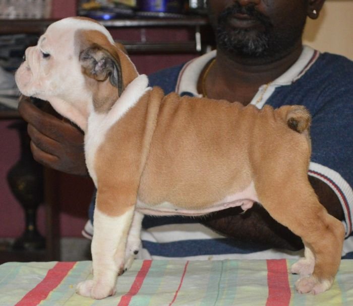 DogsIndia.com - Bulldog - Faithtrot Kennel - Dr. Andrew