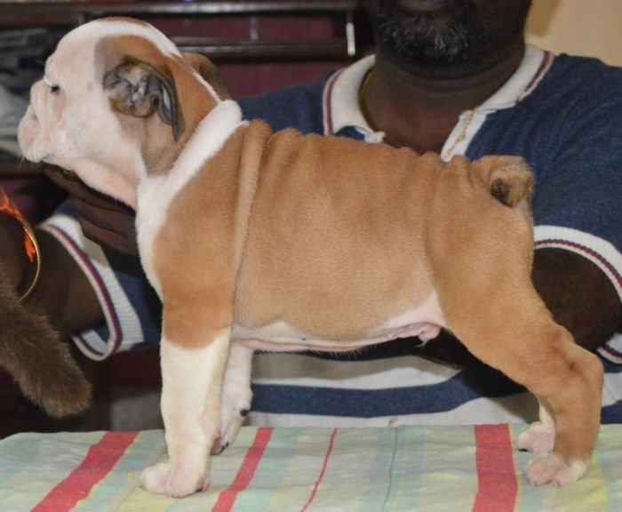 DogsIndia.com - Bulldog - Faithtrot Kennel - Dr. Andrew